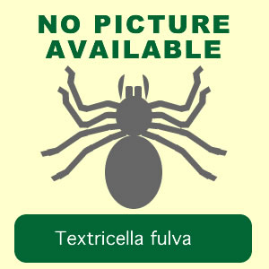 fulva
